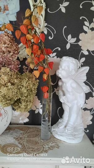 Физалис сухоцвет