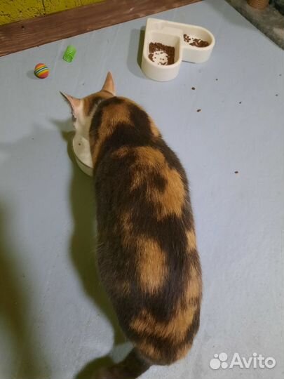 Самая крутая кошка в добрые руки