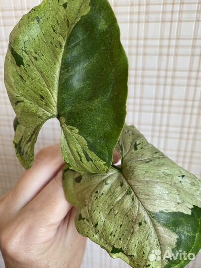 Сингониум серый призрак