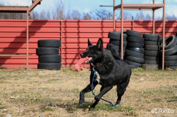 Собака в добрые руки