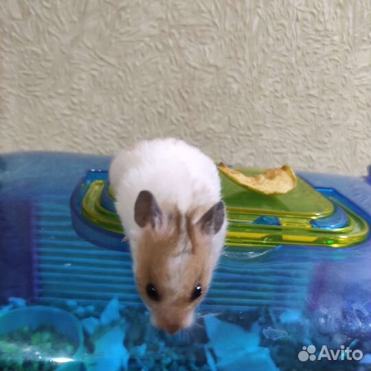 Сирийский хомяк