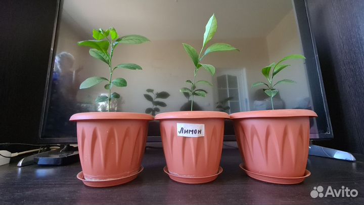 Лимон, апельсин, мандрин