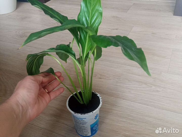 Спатифиллум комнатное растение