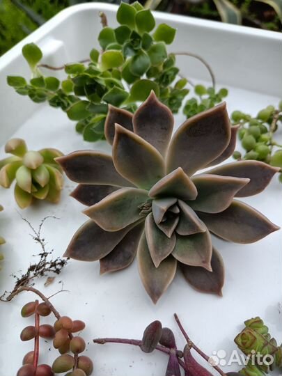 Суккуленты набор