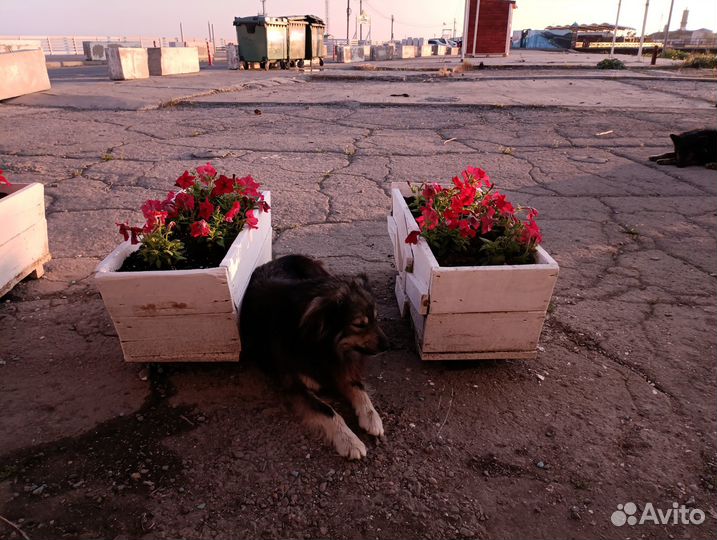 Собака ищет семью