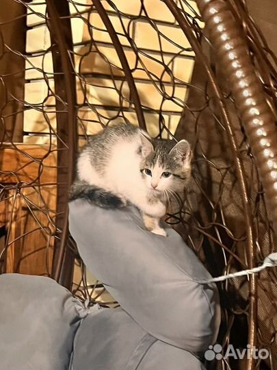 Отдам бесплатно