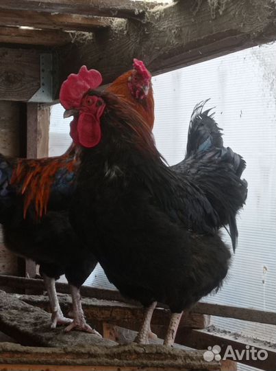 Цыплята деревенские несушки и яйца