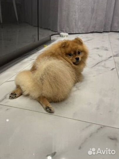 Померанский шпиц