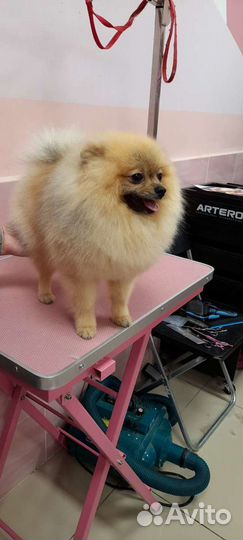 Грумер стрижка собак