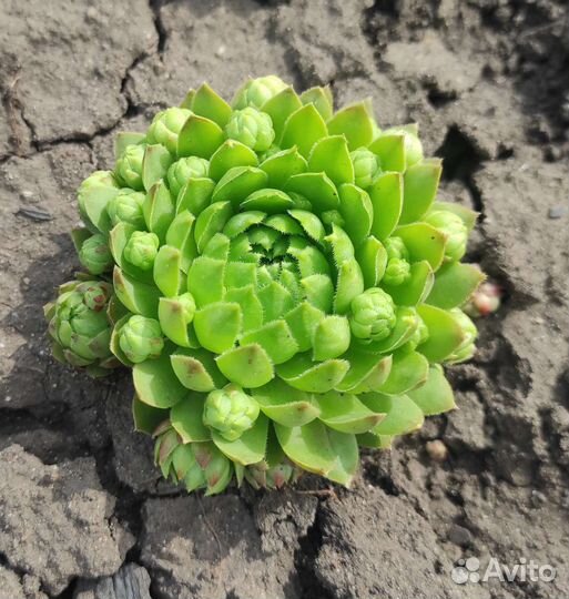 Каменная роза (молодило)