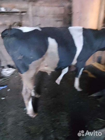 Овцы,телята, бык