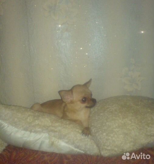 Карманные собачки