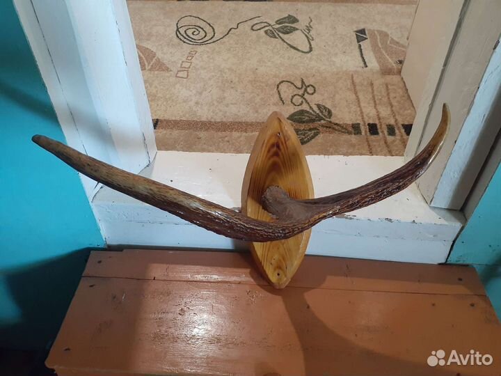 Рога лося на медальоне