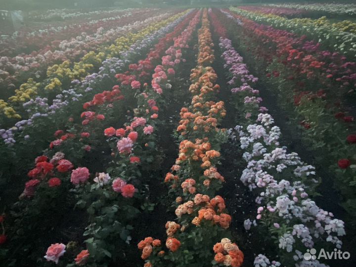 Розы саженцы