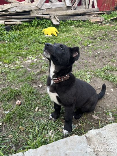 Собака щенок