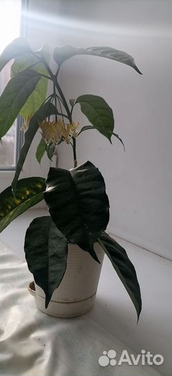 Хойя мультифлора