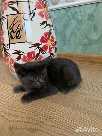 Британские котята