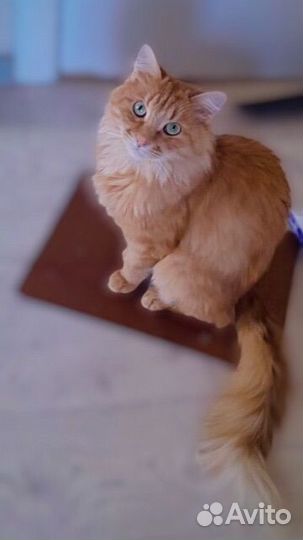 Бросили шикарного кота