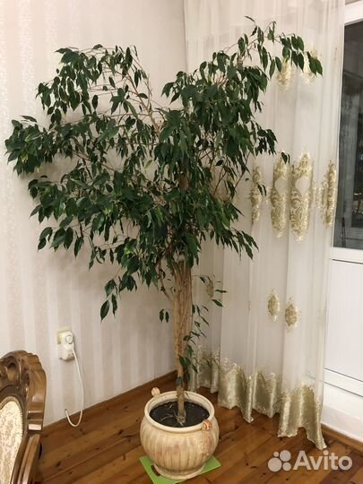 Фикус бенджамина