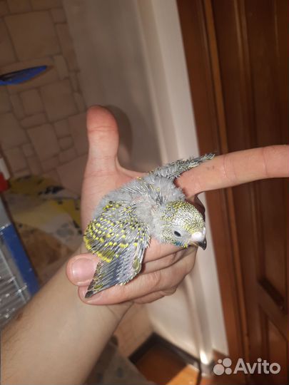 Волнистый попугай, птенцы