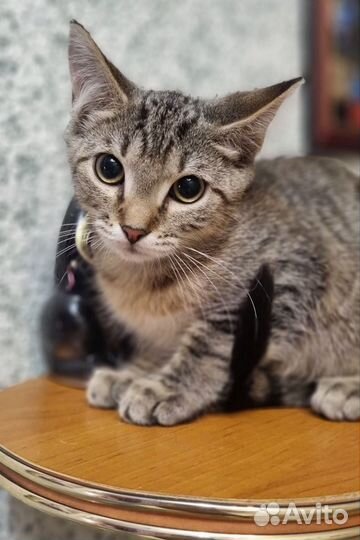 Котёнок девочка