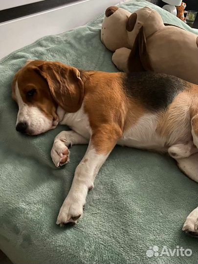 Передержка животных