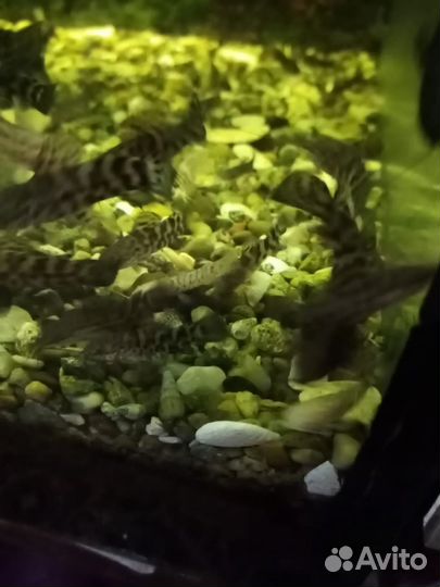 Аквариумные рыбки