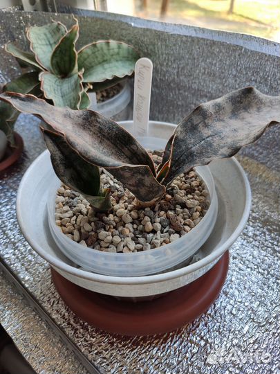 Сансевиерия сортовая