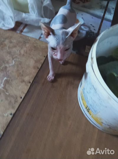 Продам кошку