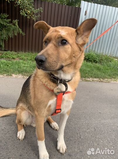 Собака в добрые руки