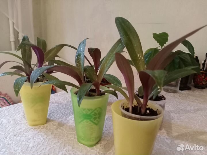 Большая традесканция