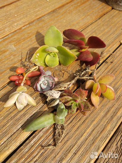 Суккуленты для минисадиков