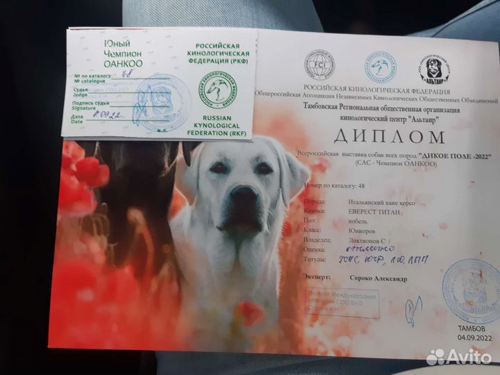 Кобель вязка кане Корсо