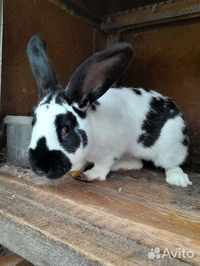 Кролики разных пород