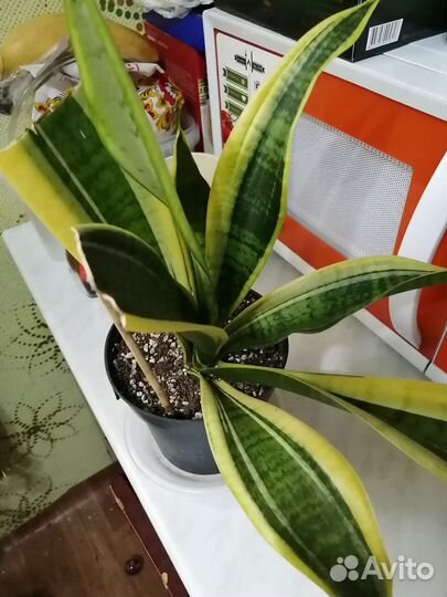 Сансевиерия футура суперба
