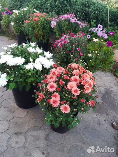 Хризантемы мультифлора