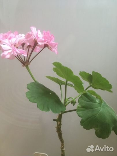 Герань, бегония