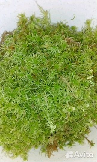 Мох сфагнум