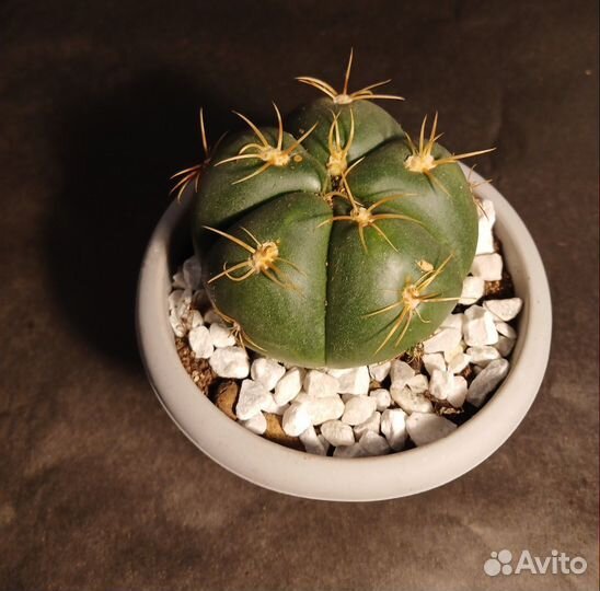 Гимнокалициум Хорста