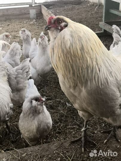 Инкубационное яйцо кур Амераукана