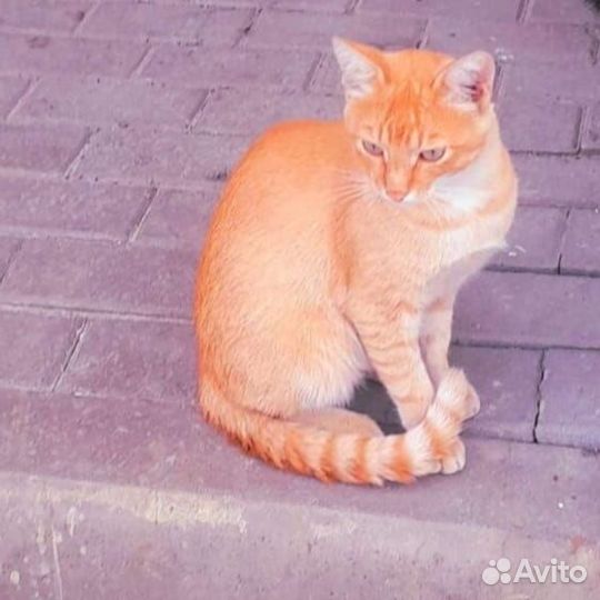 Котик в добрые руки