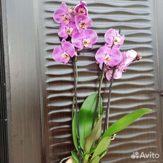 Орхидеи фаленопсис мультифлора сортовые