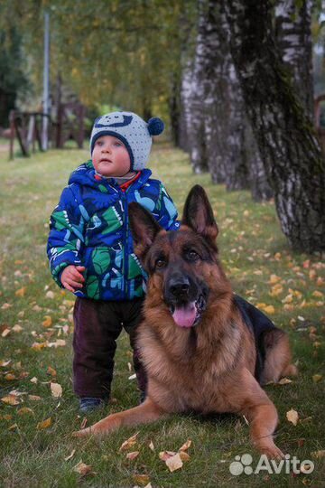 Кинолог. Дрессировка собак