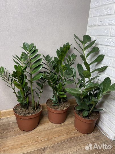 Замиокулькас долларовое дерево комнатные цветы