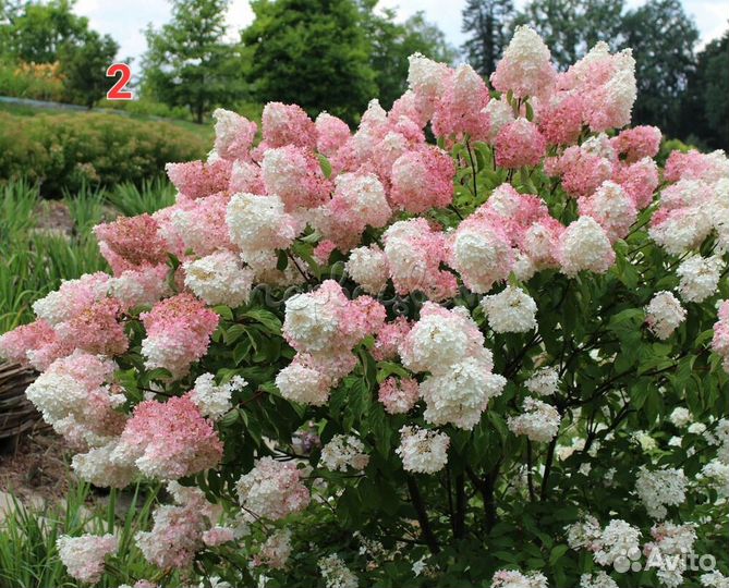 Гортензия Метельчатая
