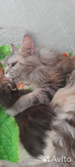 Котята мейн-кун