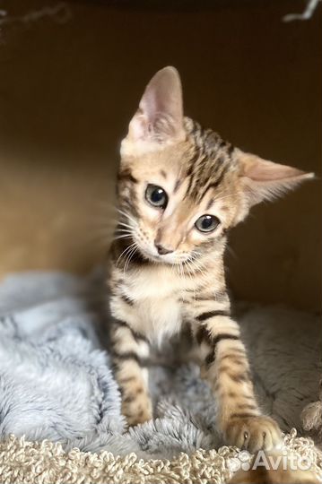 Бенгальский котенок девочка