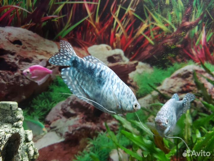 Аквариумные рыбки тернеция, анциструс, гурами
