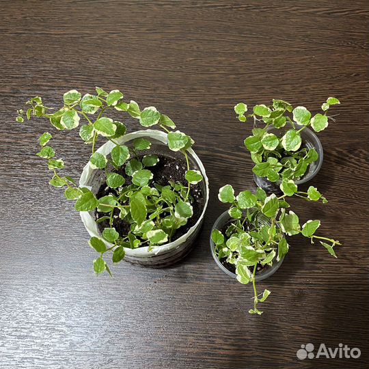 Фикус пумила вайт санни