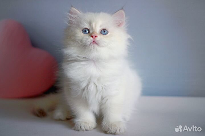 Феличита, длинношерстная ny1133